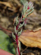 Слика од Camphorosma annua Pall.