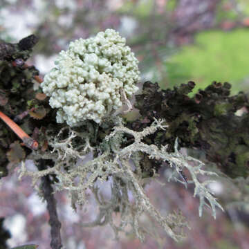 Image de Tremella everniae Diederich 1996