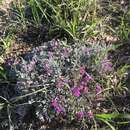 صورة Astragalus sericoleucus A. Gray