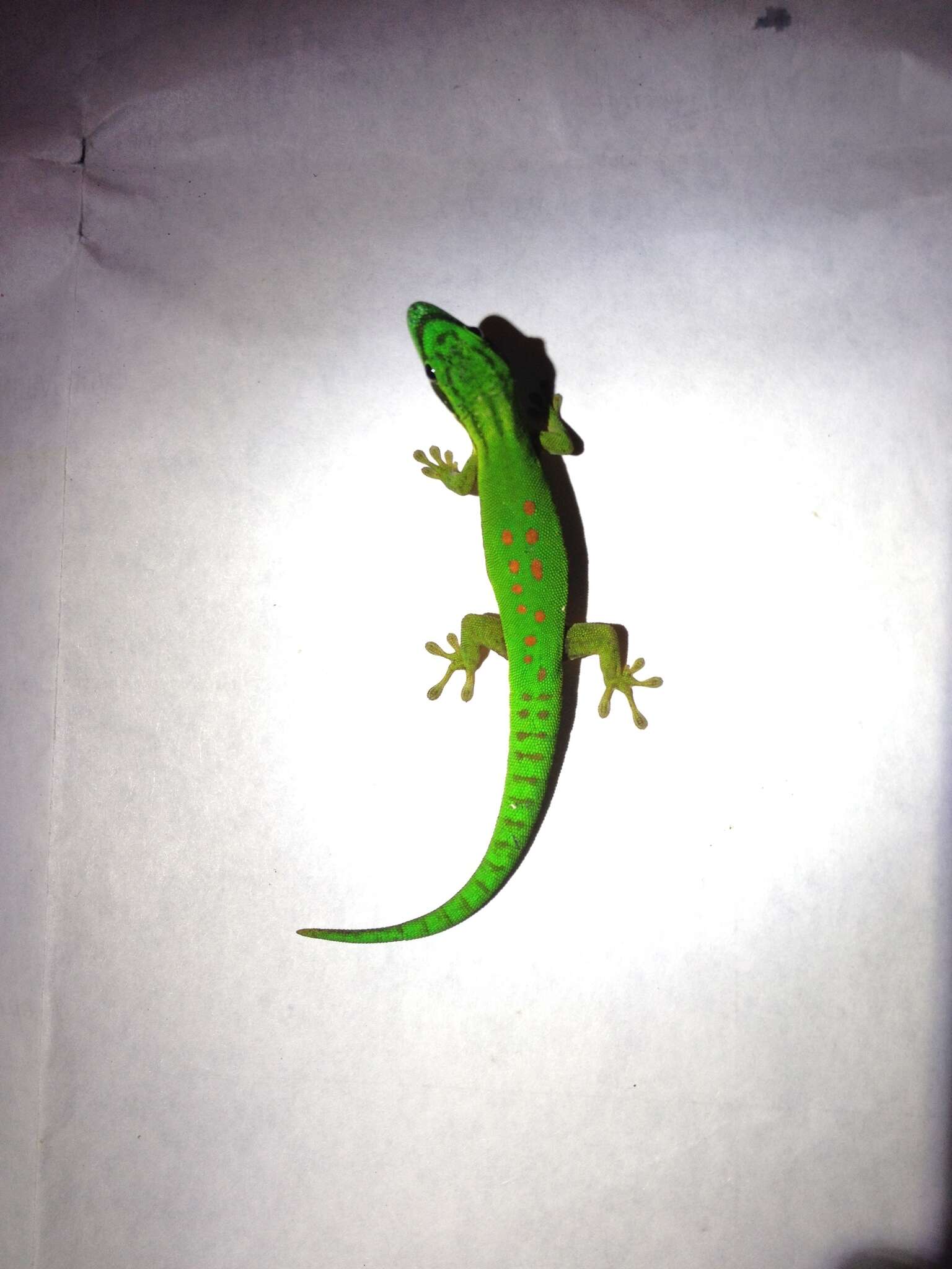 Plancia ëd Phelsuma nigristriata Meier 1984