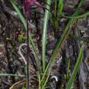 Imagem de Caladenia cruciformis D. L. Jones