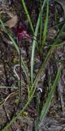 Imagem de Caladenia cruciformis D. L. Jones