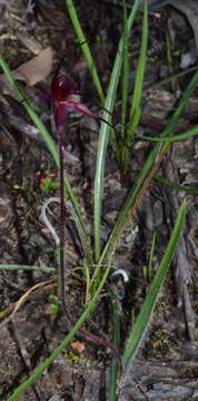 Imagem de Caladenia cruciformis D. L. Jones