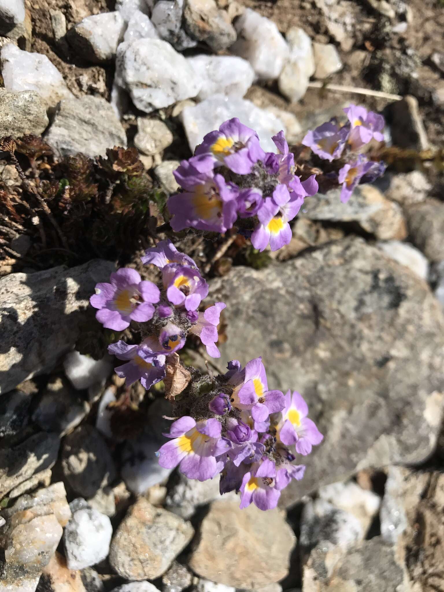 Imagem de Euphrasia collina subsp. lapidosa W. R. Barker