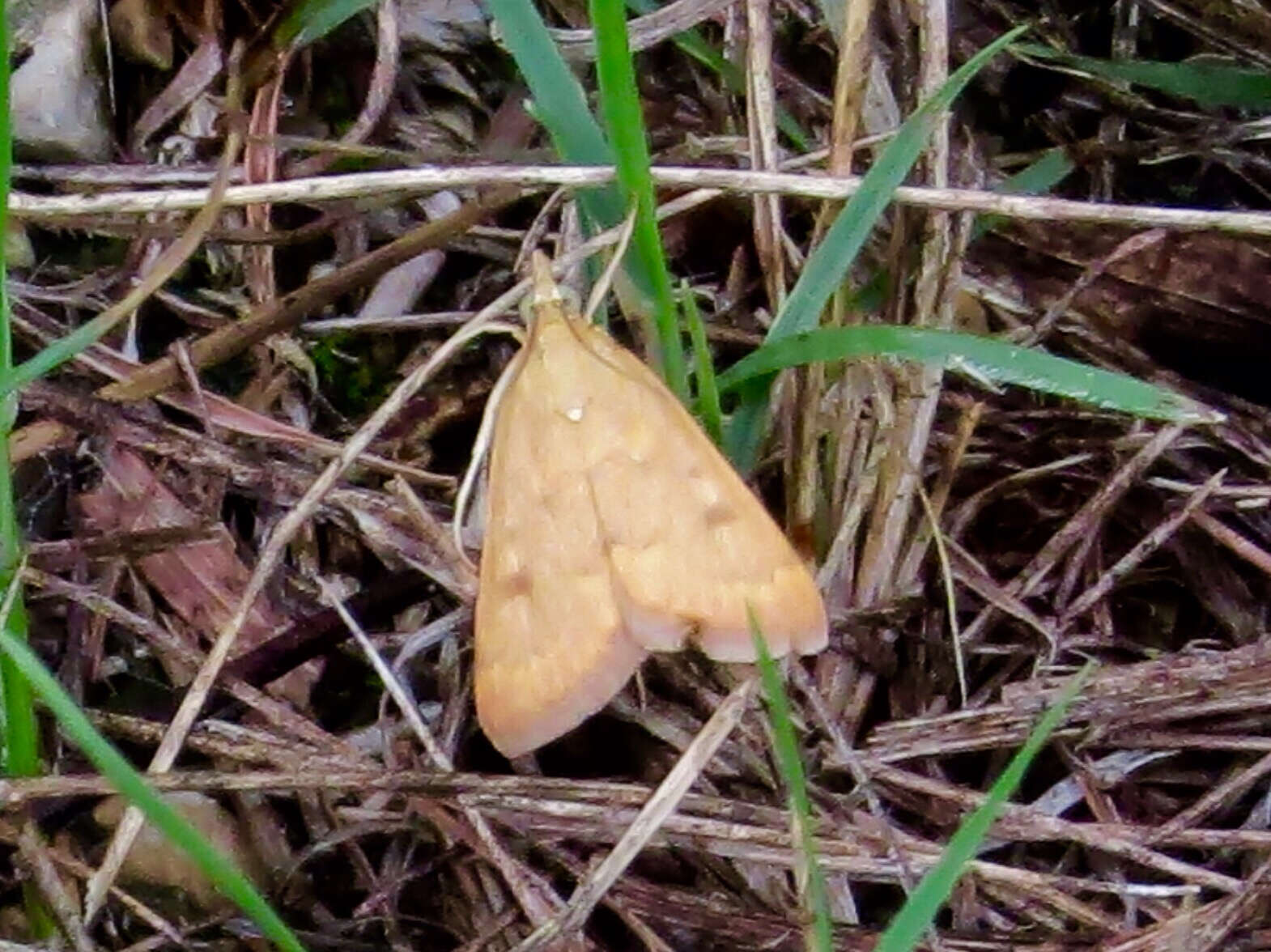 Image of Garden Webworm Moth