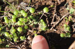 Image of Asterella palmeri (Austin) Underw.