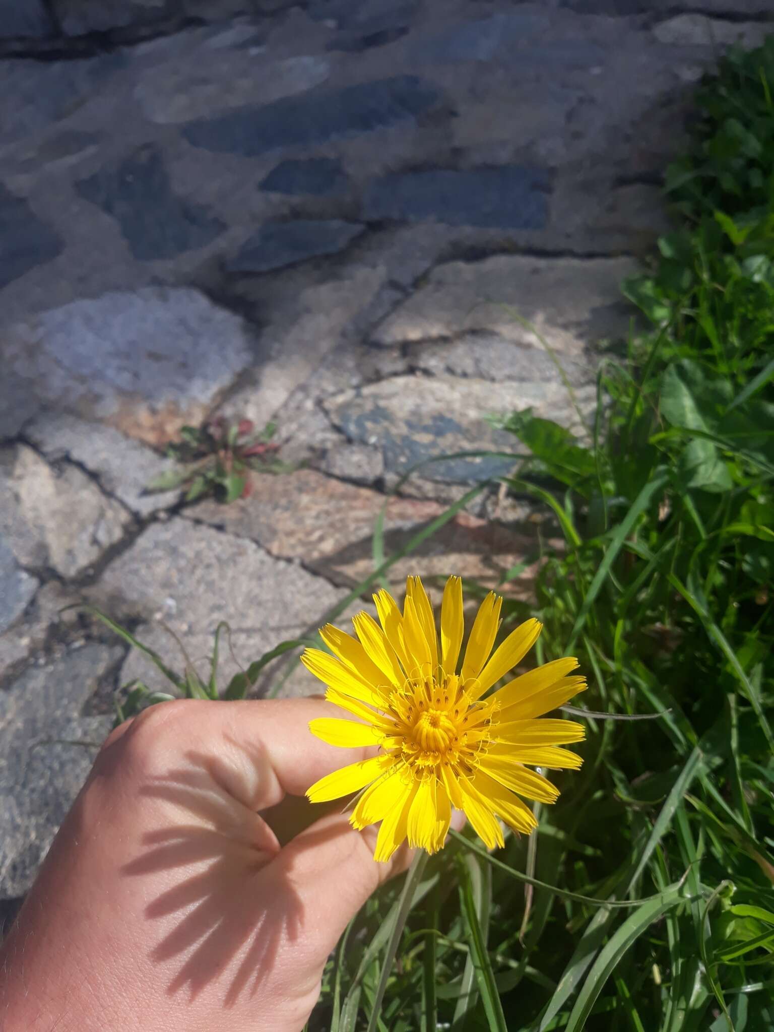 Image of Tragopogon orientalis L.