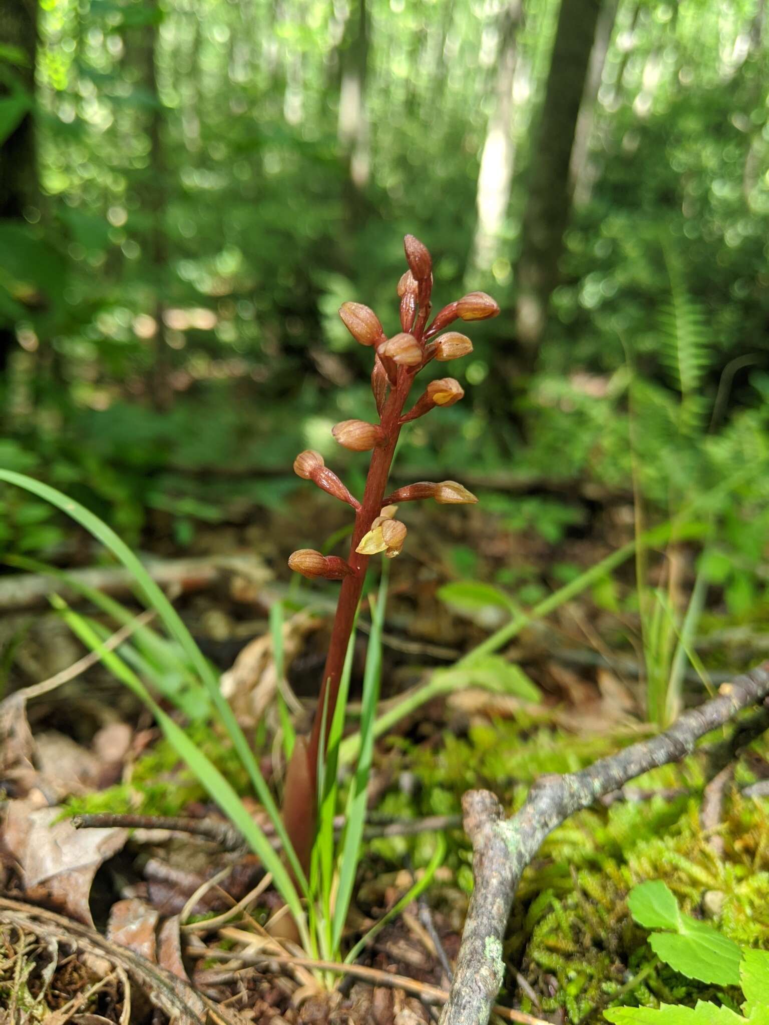 Image of Bentley's coralroot