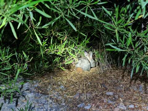 Image of Hewitt's Red Rock Hare