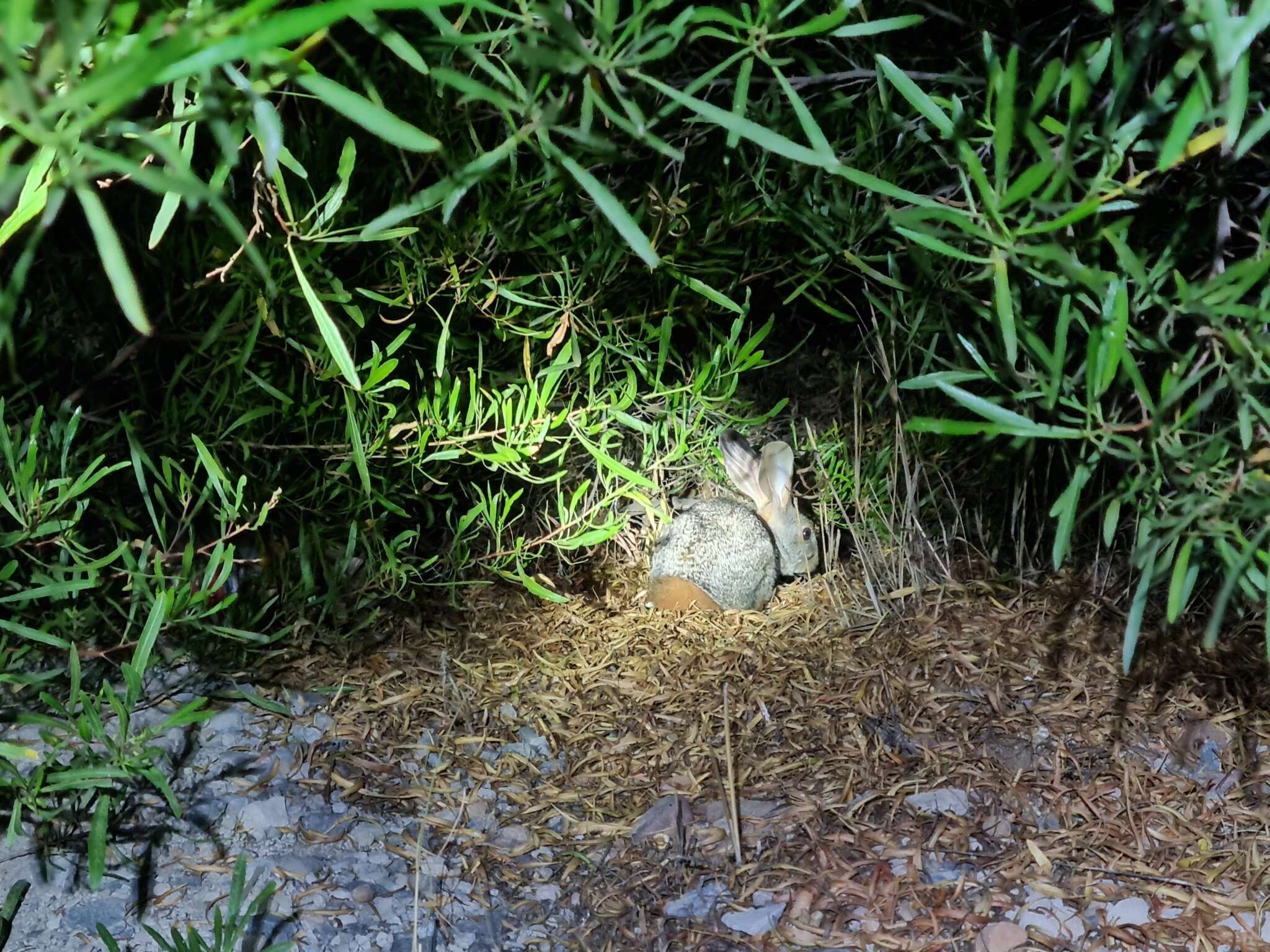 Image of Hewitt's Red Rock Hare