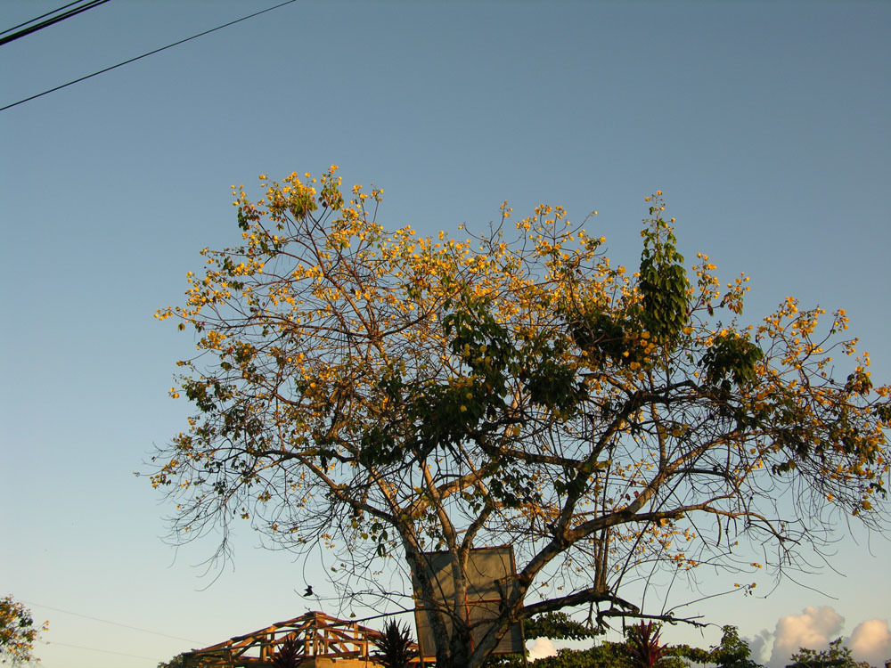 صورة <i>Cochlospermum vitifolium</i> (Willd.) Spreng.