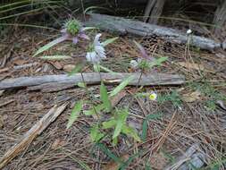 Image de Monarda citriodora var. austromontana (Epling) B. L. Turner