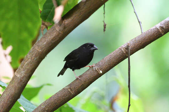 Image of St Lucia Black Finch