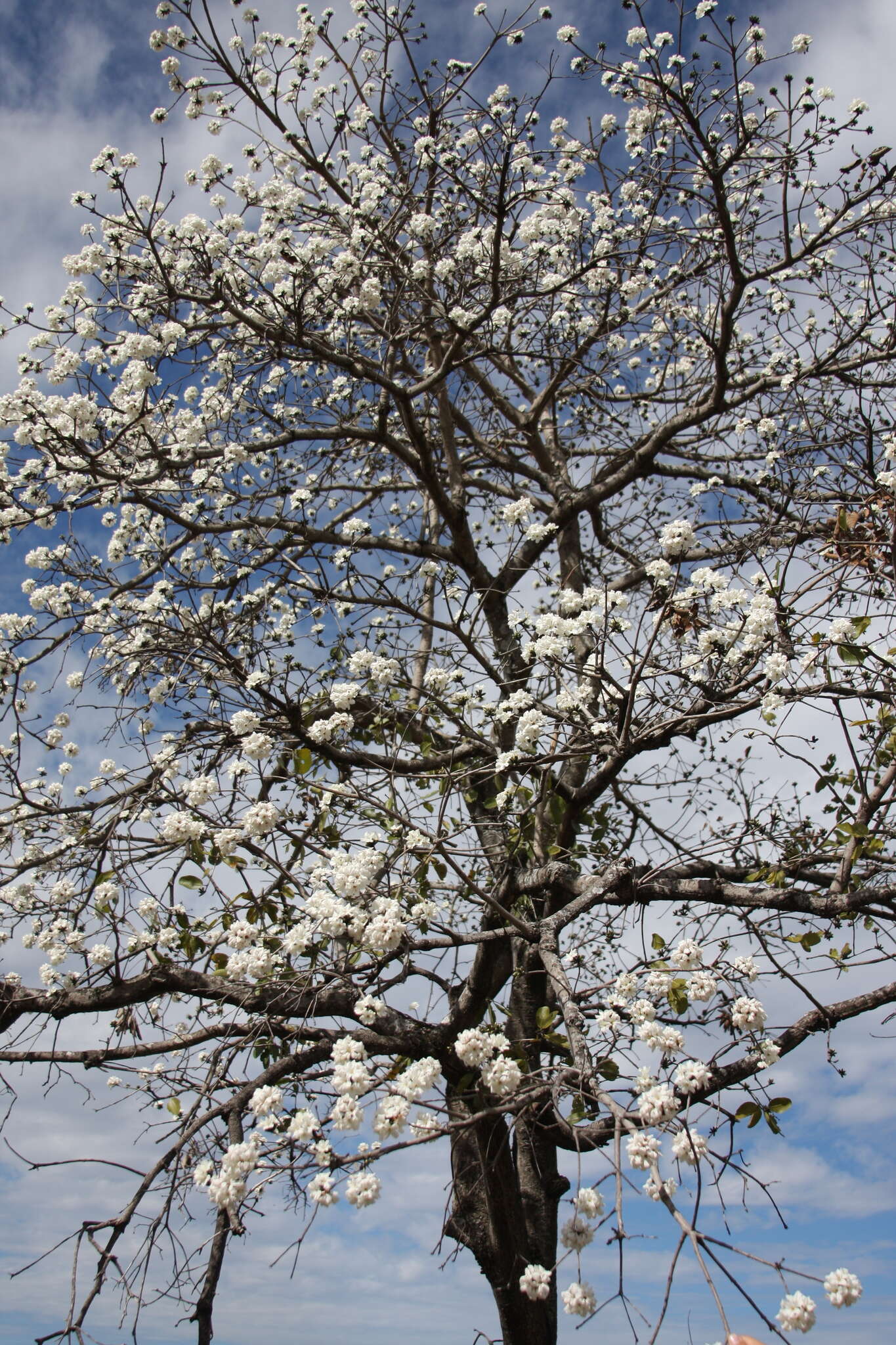 صورة Cordia morelosana Standl.