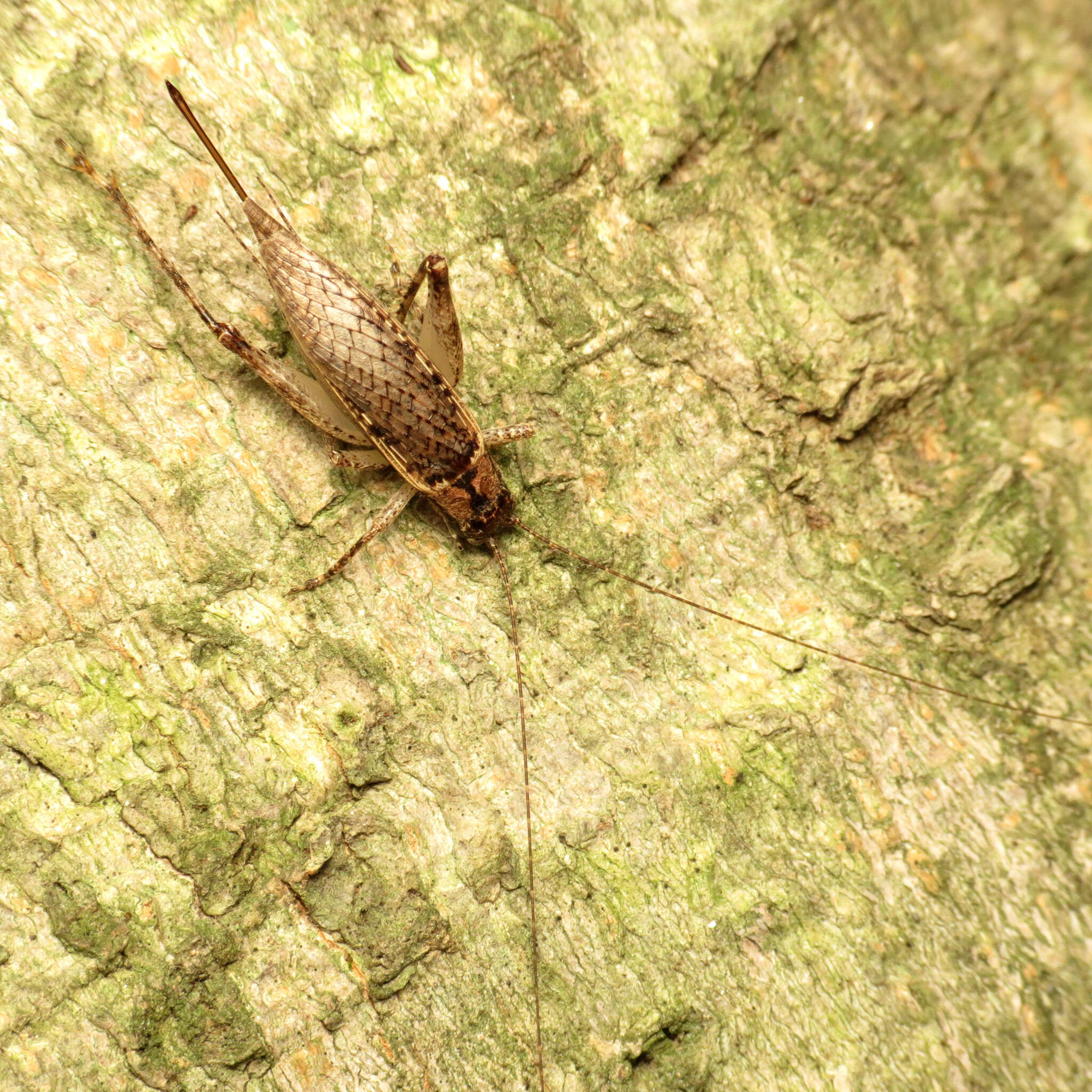 Image of Jumping Bush Cricket