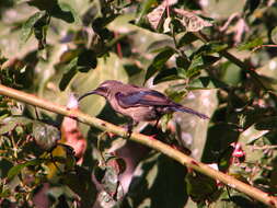 Image of Tacazze Sunbird