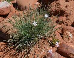 Image of Dianthus namaensis Schinz