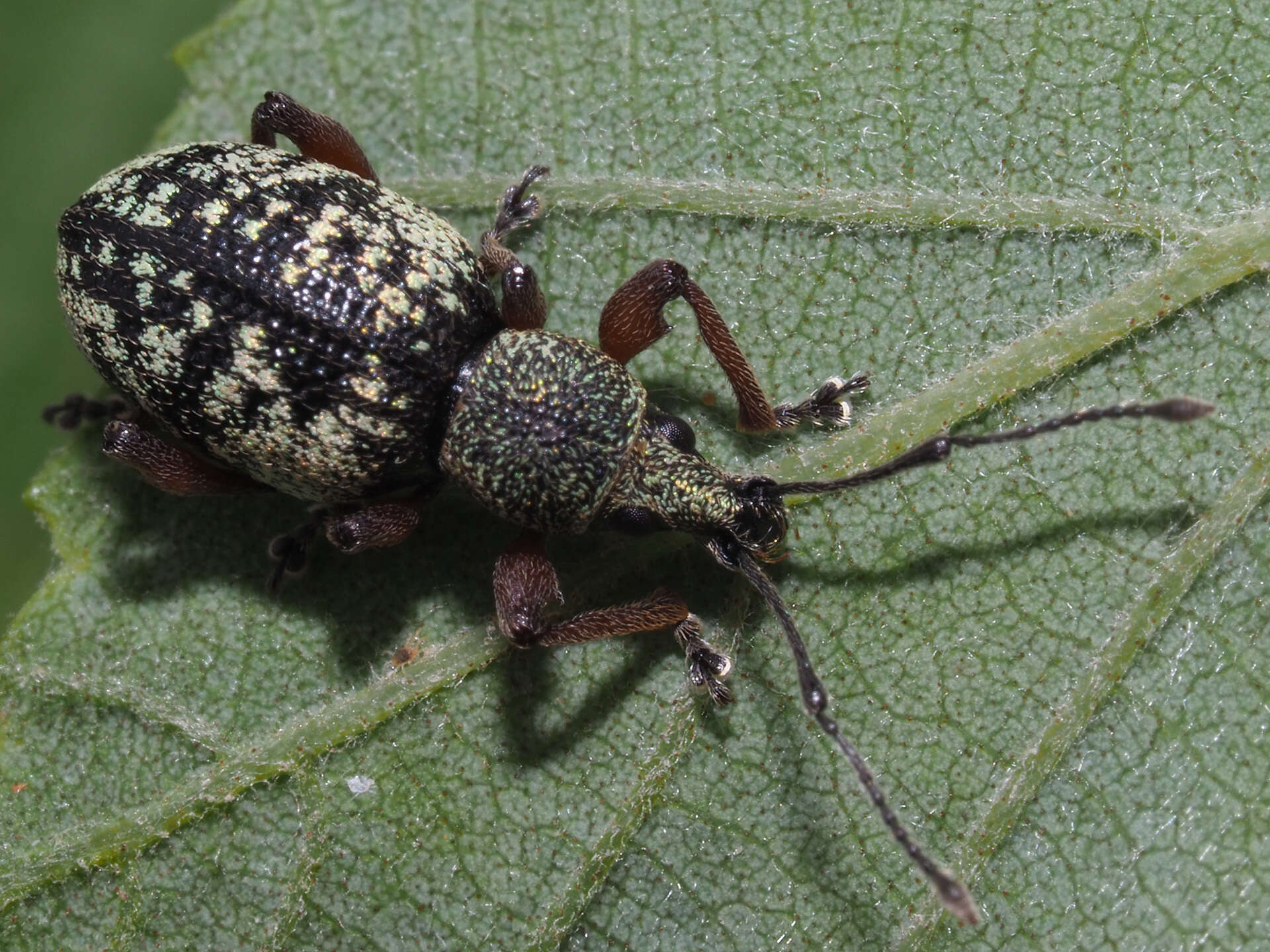 Imagem de Otiorhynchus (Majetnecus) lepidopterus (Fabricius 1794)