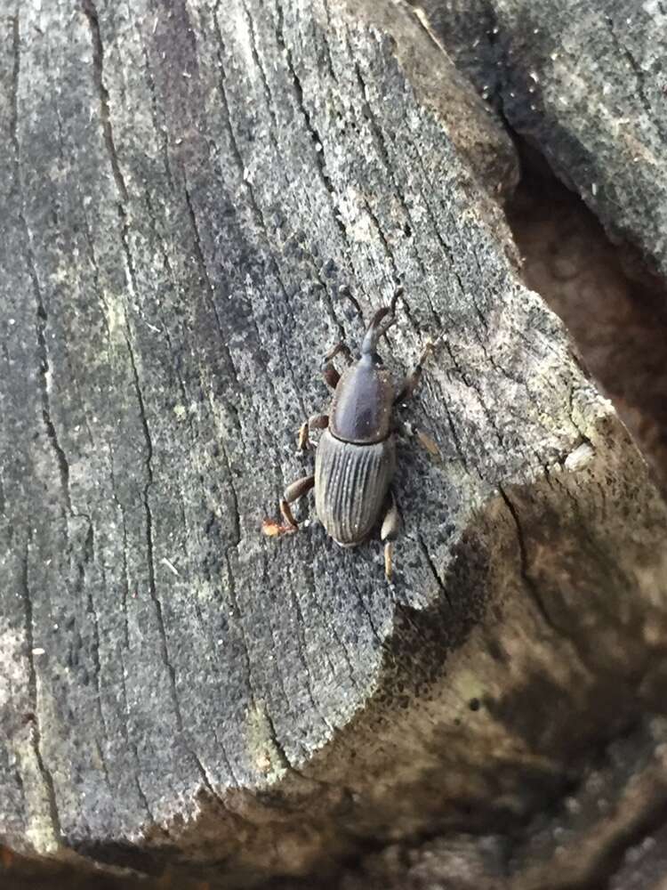 Image of Banana Root Borer