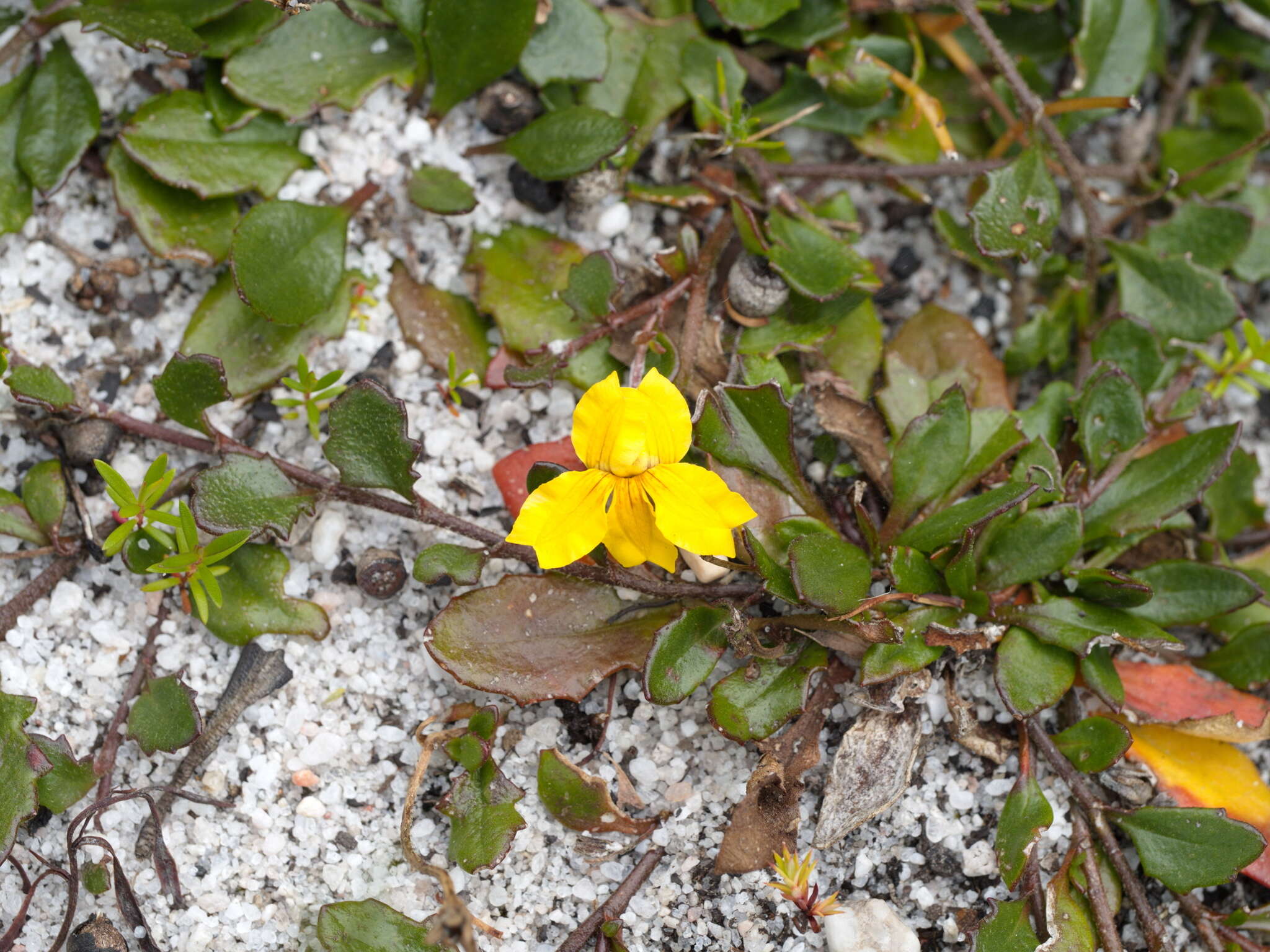 Image of Goodenia lanata R. Br.