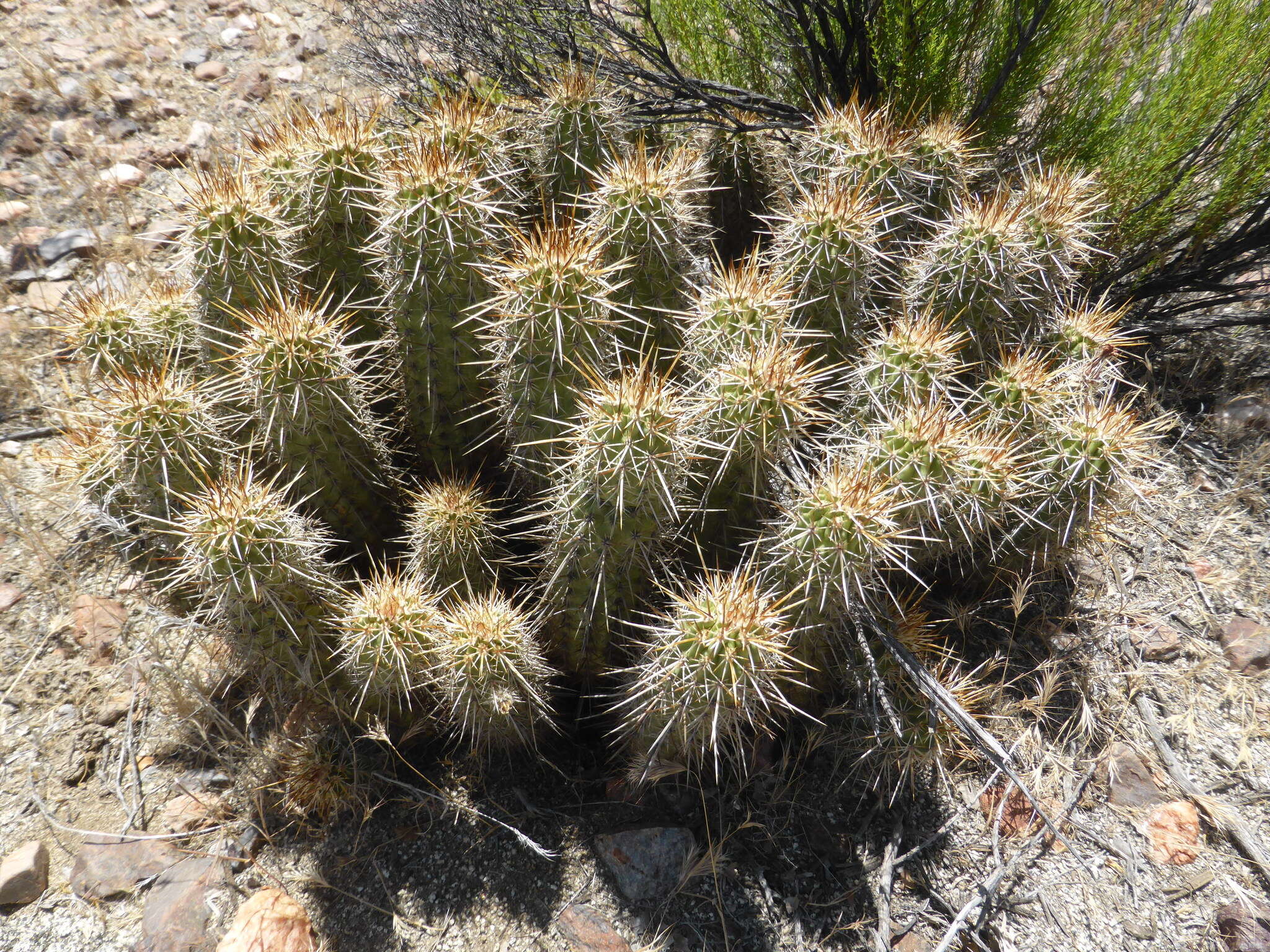 Image of Engelmann's hedgehog cactus