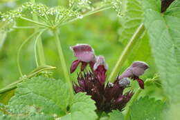 Image de Phlomoides ornata (C. Y. Wu) Kamelin & Makhm.