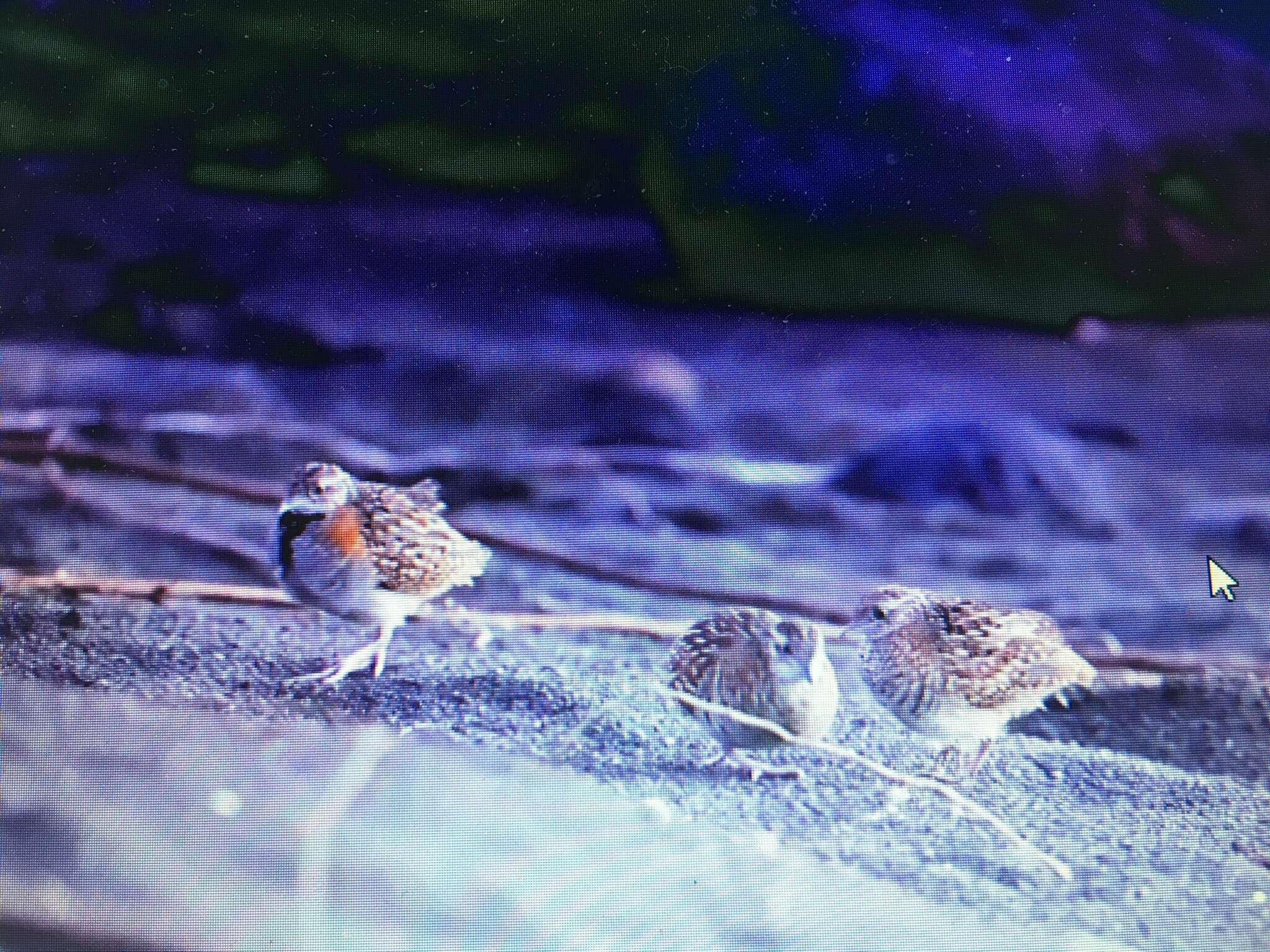 Image of Madagascan Buttonquail