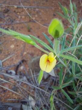 Zornia linearis E. Mey. resmi