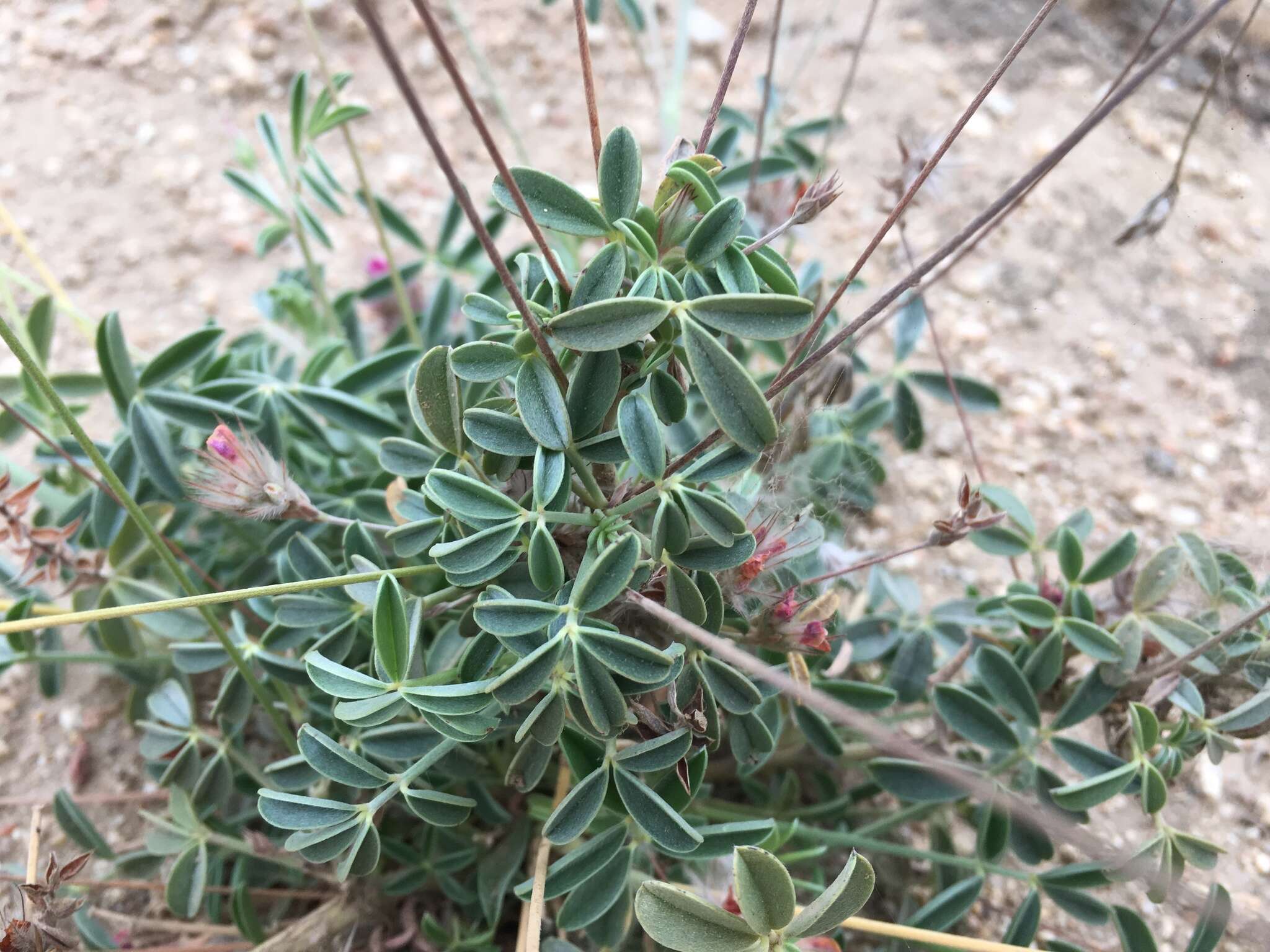 Image of Ebenus pinnata Aiton