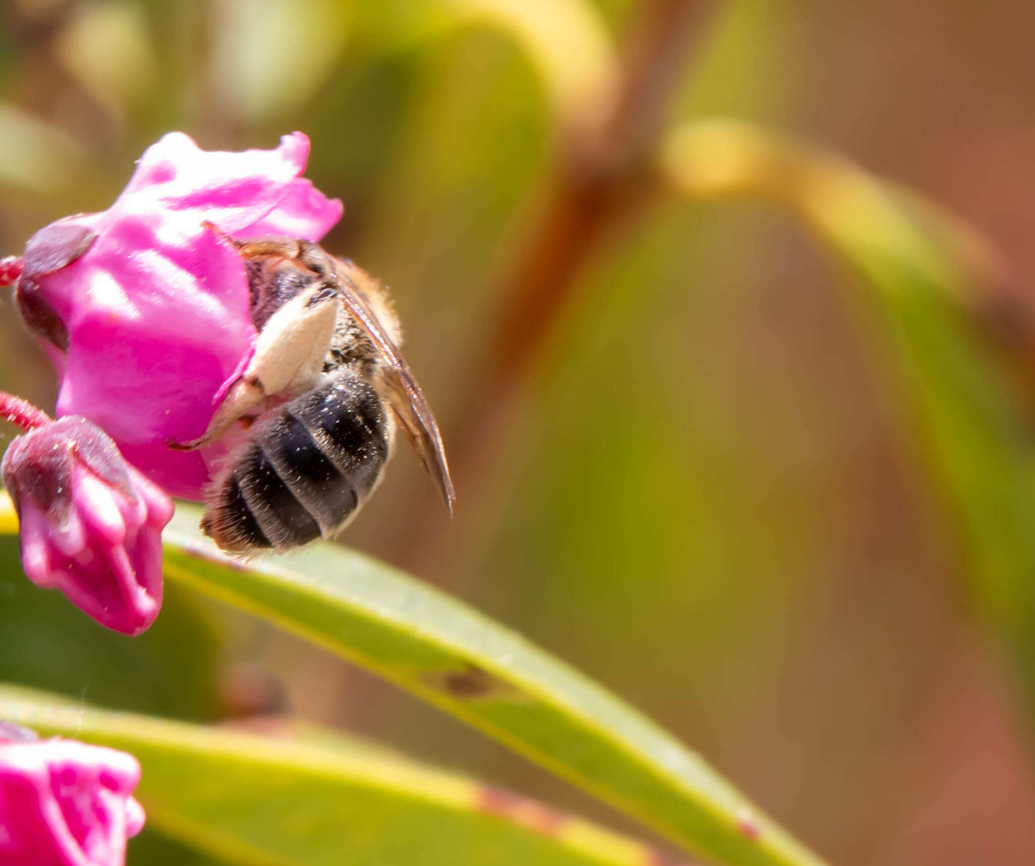 Image of Andrena kalmiae Atwood 1934