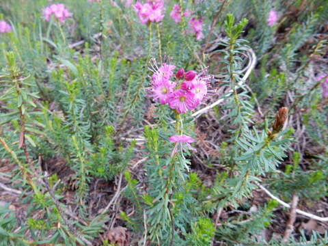 Image of purple mountainheath