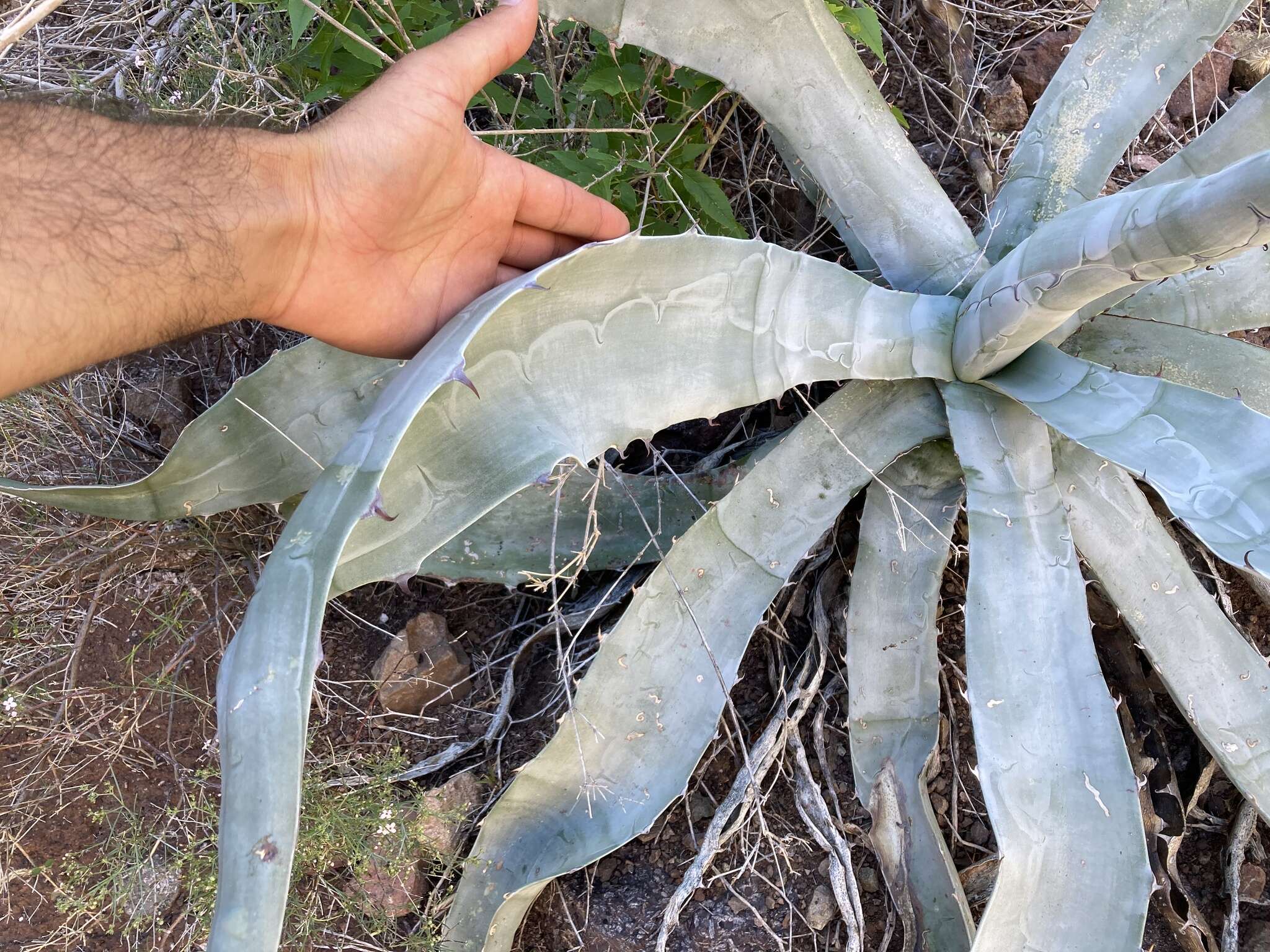 Слика од Agave sobria Brandegee