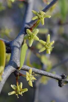 Image of Gymnosporia gariepensis Jordaan