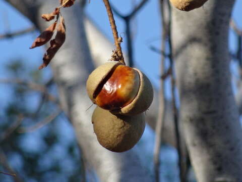 Image of California buckeye