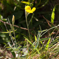 Image of Argyrolobium lunare subsp. sericeum