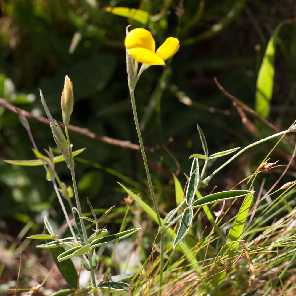 Image of Argyrolobium lunare subsp. sericeum