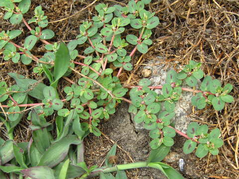 Image of Euphorbia klotzschii Oudejans