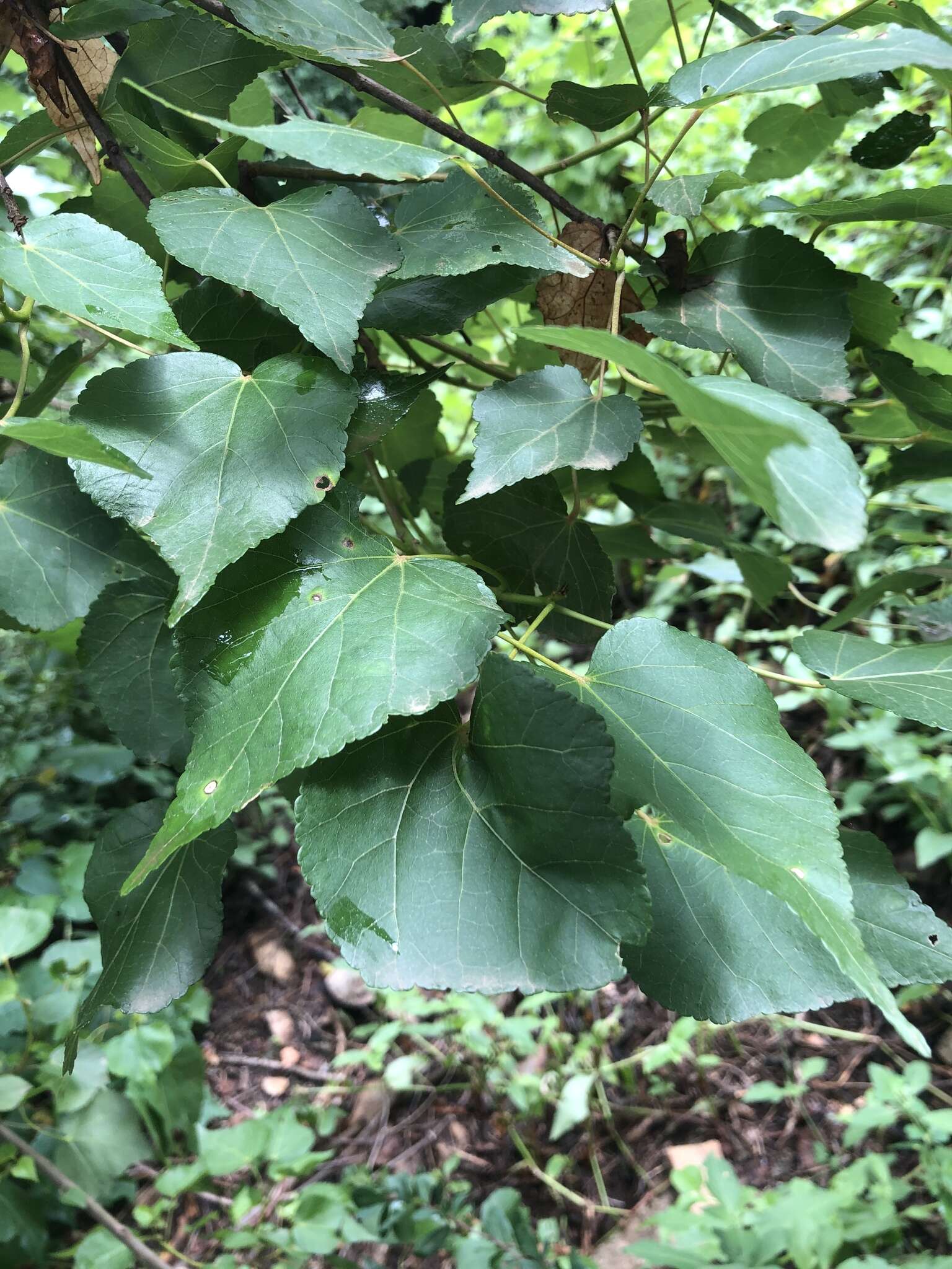 Image of Natal wild pear