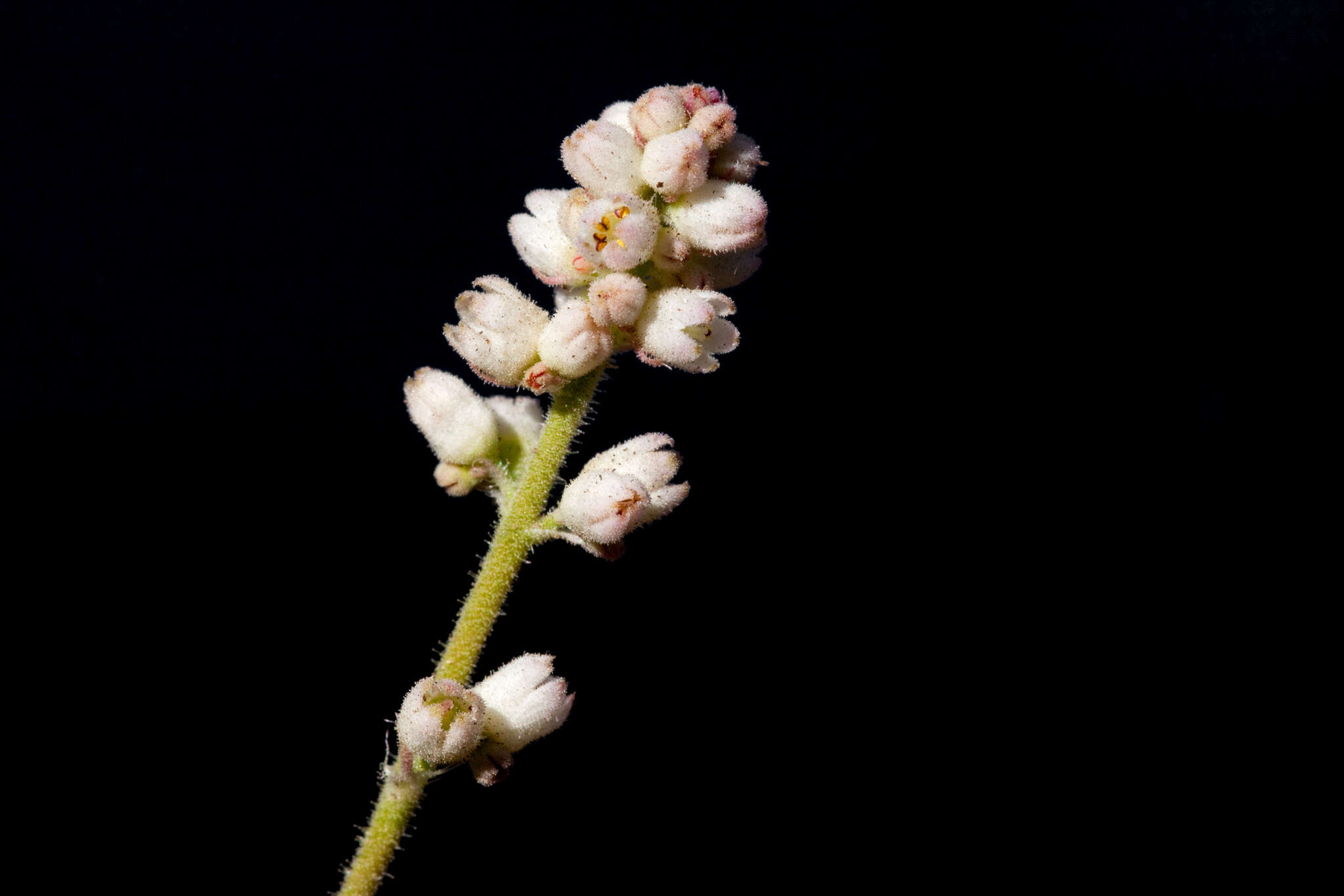 Image de Heuchera glomerulata C. O. Rosend. Butters & Lakela