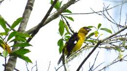 Image of Black-thighed Grosbeak