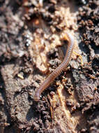 Image of Blunt-tailed Snake Millipede