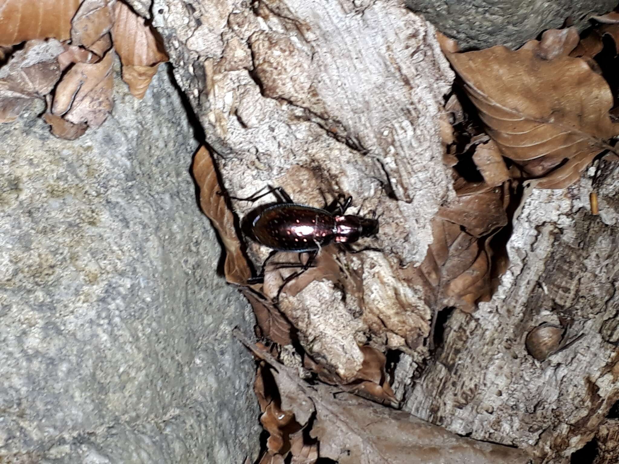 Image of Carabus (Chrysocarabus) rutilans Dejean 1826