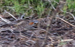 Image of Madagascan Buttonquail