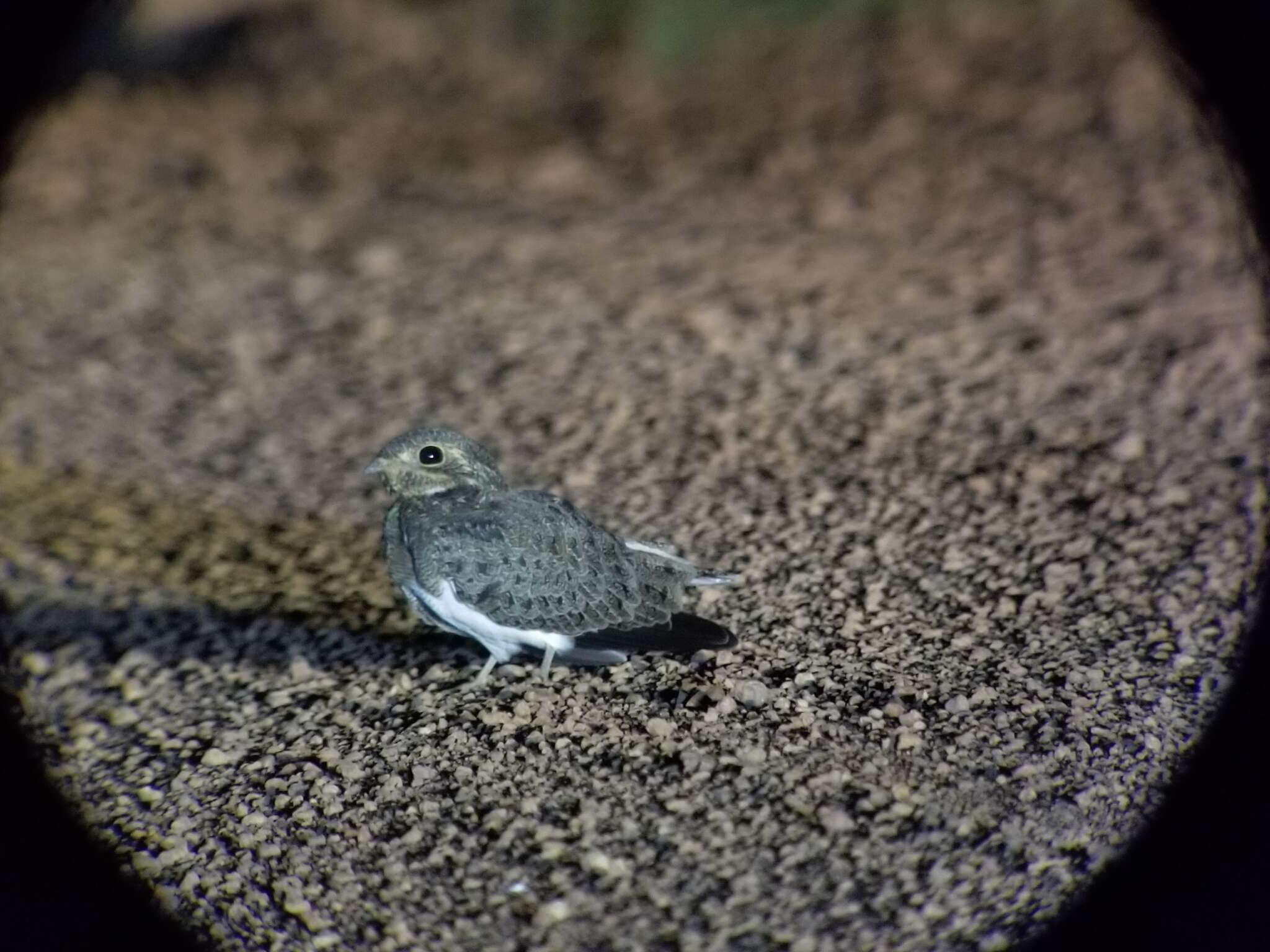 Image of Nacunda Nighthawk