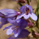 Image of Crandall's beardtongue