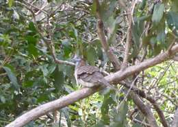 Image of Bar-shouldered Dove