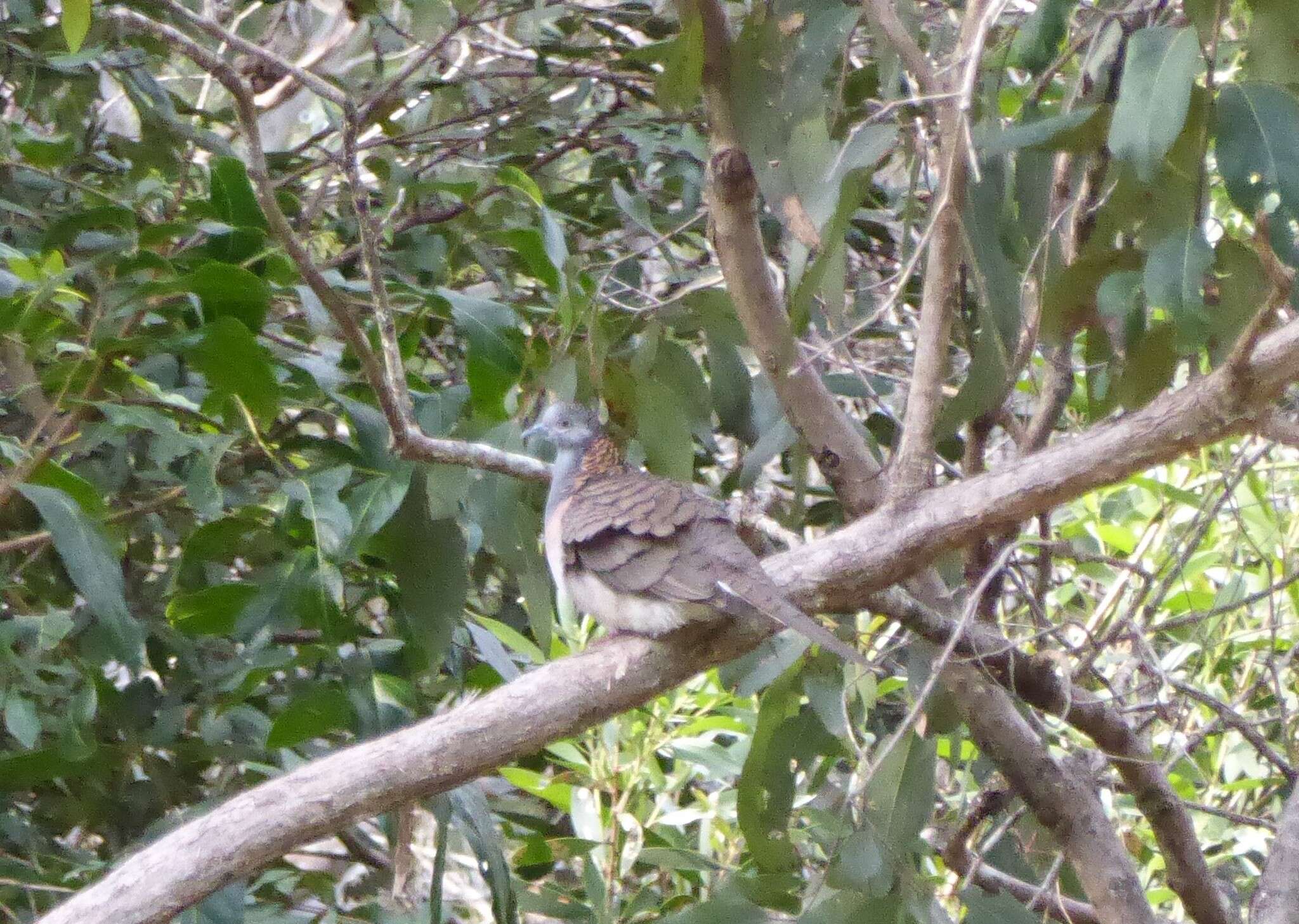 Image of Bar-shouldered Dove