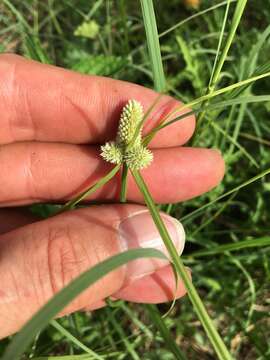 Image de Cyperus sesquiflorus subsp. sesquiflorus