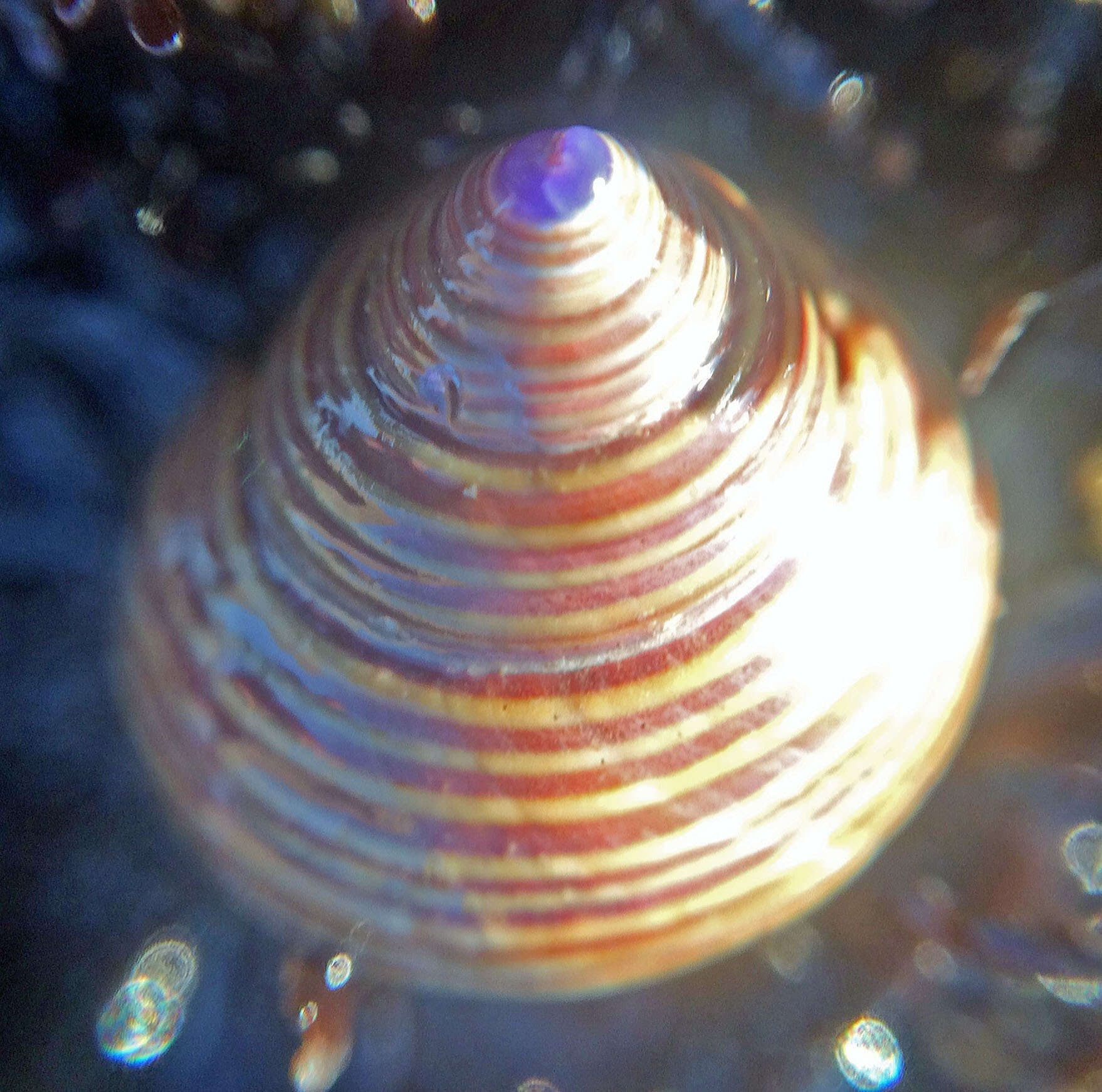 Image of Blue Top Snail