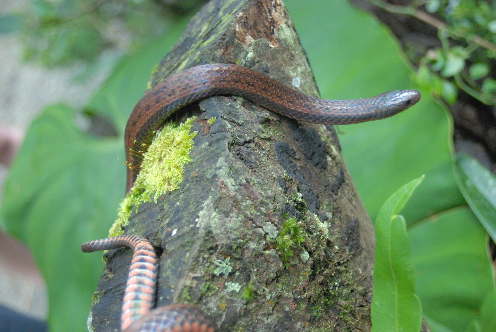 Adelphicos veraepacis Stuart 1941 resmi